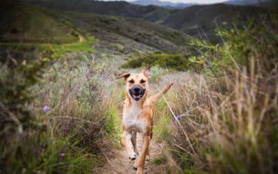 Análisis de la industria de alimentos para mascotas